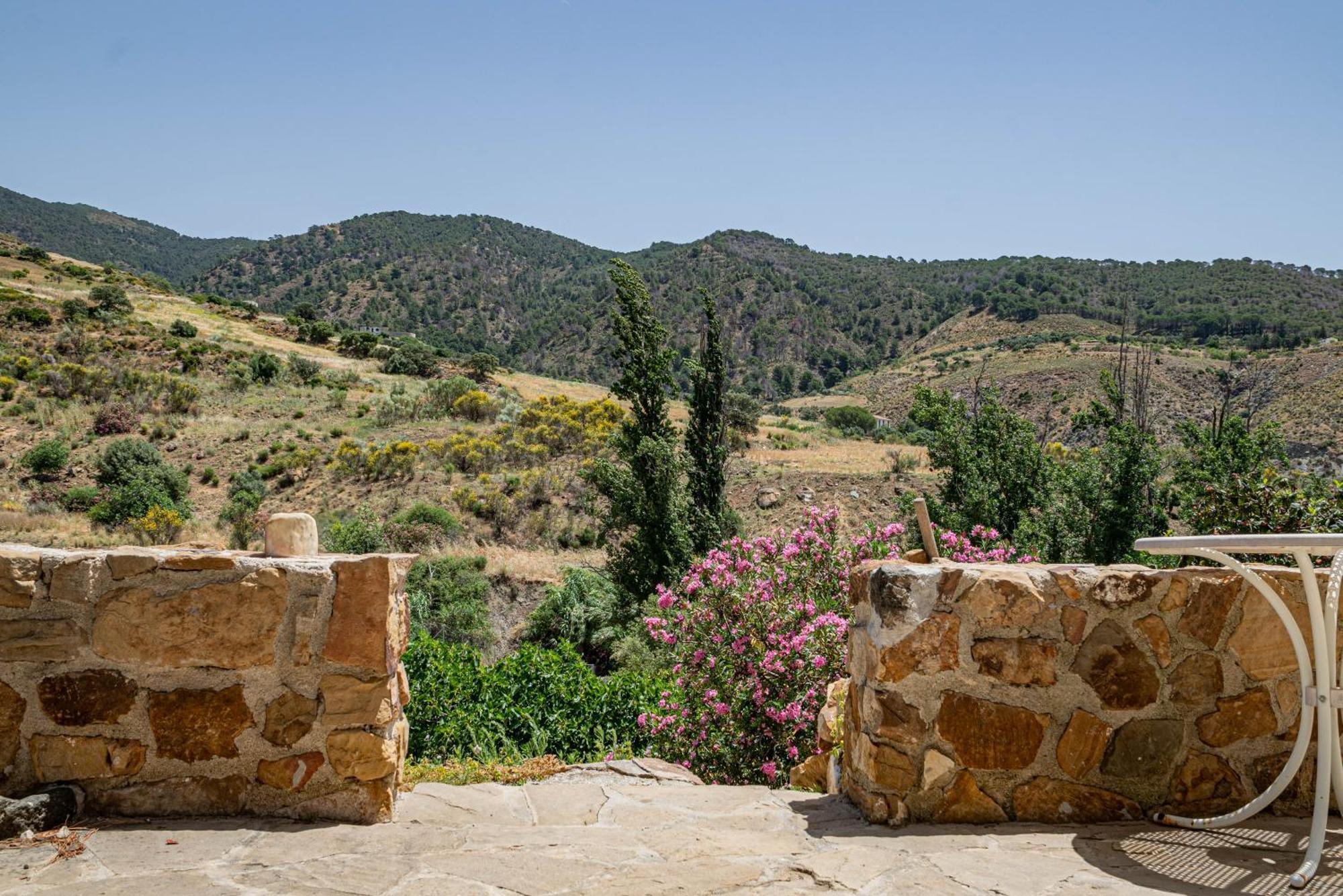 El Bufon De La Corte